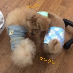 marine&kuri