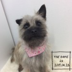 KA11tochiotome