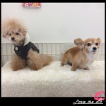 marine&kinako