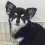 NA05momiji